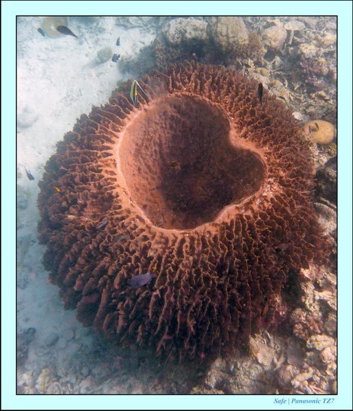 209   07   Sibuan 15